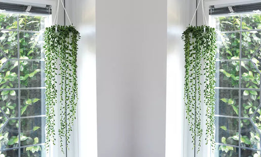 Senecio String of Pearls Houseplants
