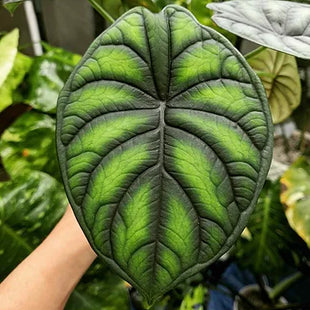 Alocasia 'Dragon Scale
