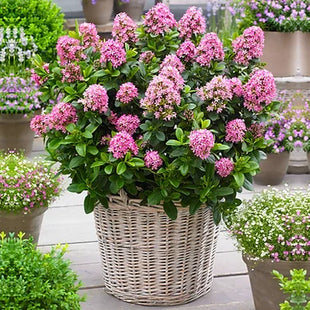 Escallonia laevis 'Pink Elle' Evergreen Flowering