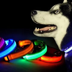 Pet Accessories