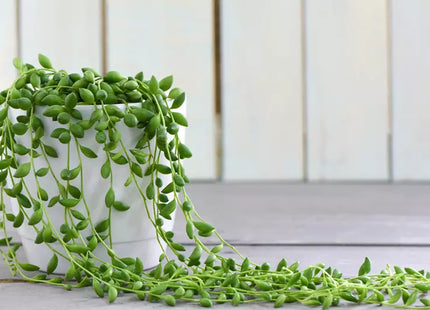 Senecio String of Pearls Houseplants