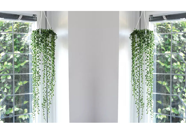 Senecio String of Pearls Houseplants