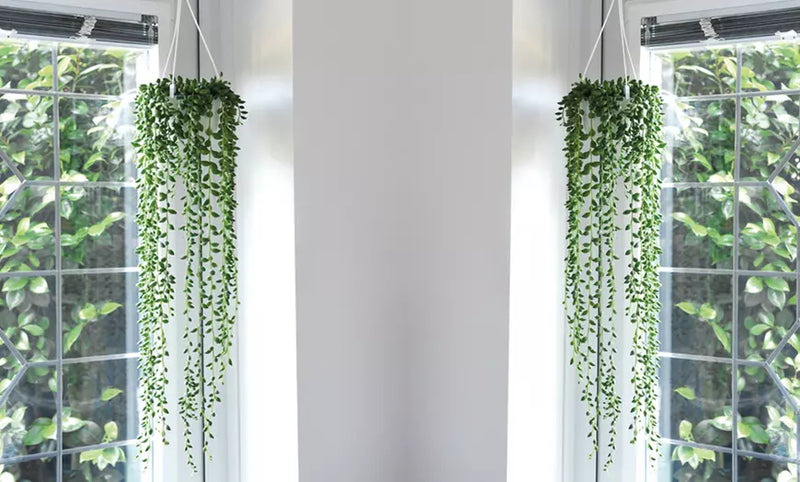 Senecio String of Pearls Houseplants