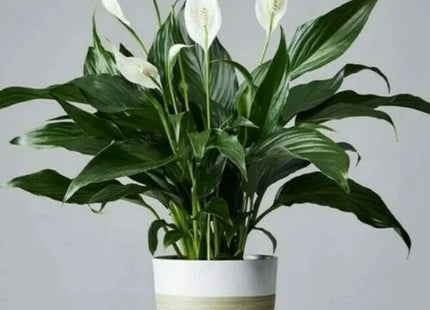 Peace lily