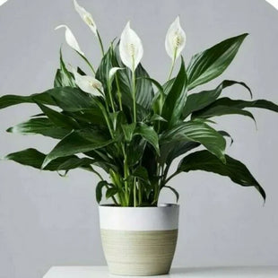 Peace lily