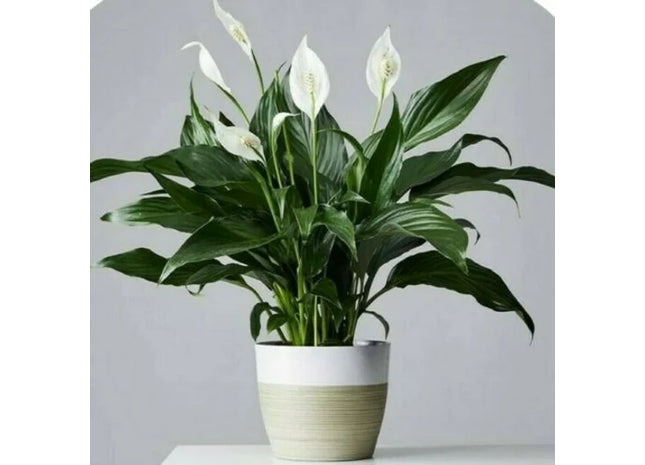 Peace lily
