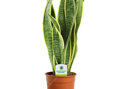 Indoor Plant Mix