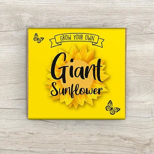 Giant Sunflower Kit