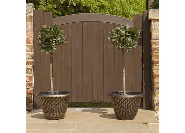 Bay Tree Standard 70-80cm tall