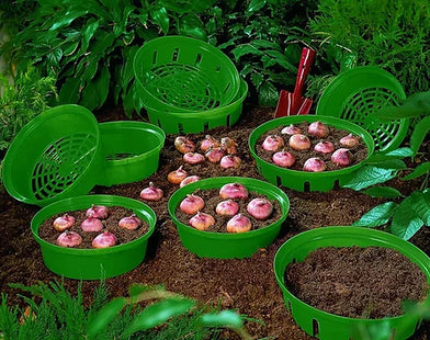 Bulb Planting Baskets