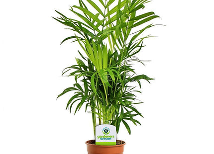 Indoor Plant Mix