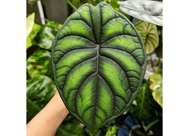 Alocasia 'Dragon Scale