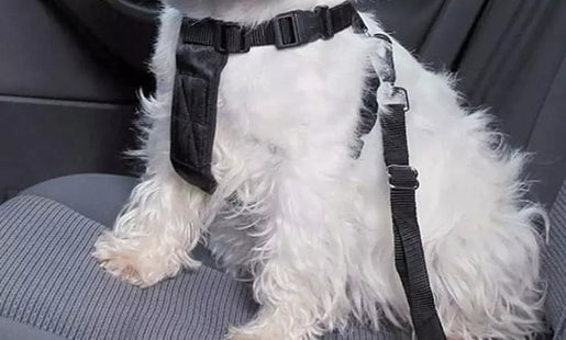 Pet Seatbelts