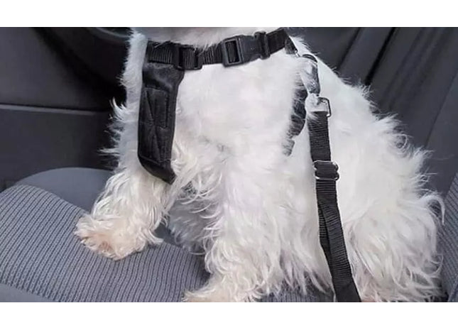 Pet Seatbelts