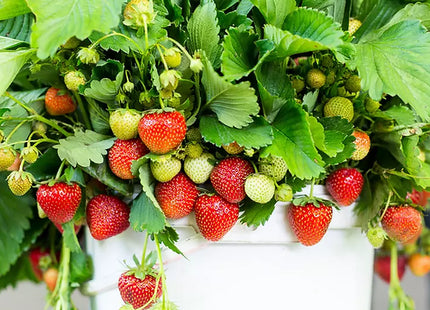 Strawberry Full Season Collection Sets Of Roots