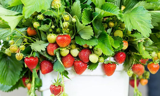 Strawberry Full Season Collection Sets Of Roots