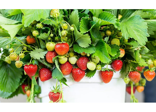Strawberry Full Season Collection Sets Of Roots