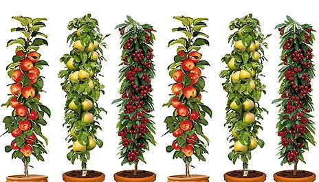 3 Pillar Fruit Trees Apple, Cherry & Pear Garden Patio Terraces