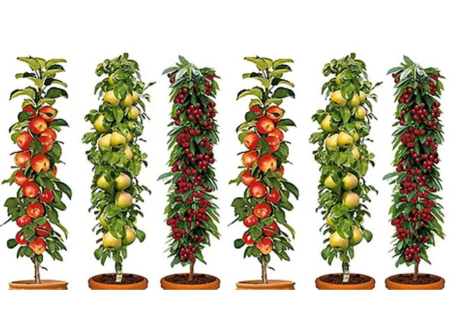 3 Pillar Fruit Trees Apple, Cherry & Pear Garden Patio Terraces