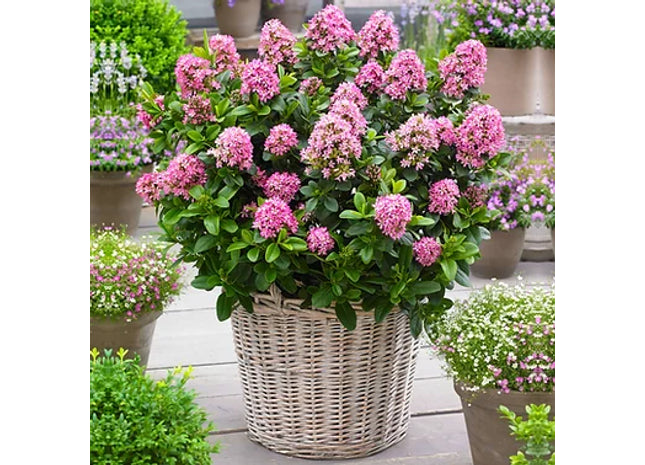 Escallonia laevis 'Pink Elle' Evergreen Flowering