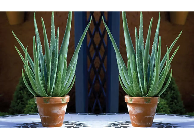 Aloe Vera Plants