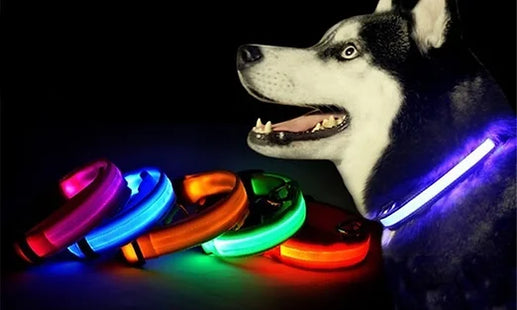 Adjustable LED Dog Collar