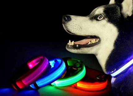 Light-Up Dog Collars