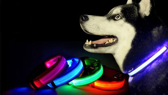 Light-Up Dog Collars
