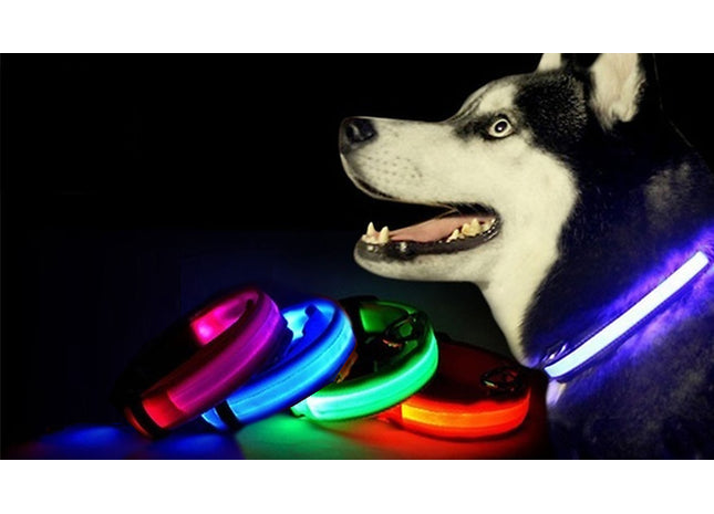 Light-Up Dog Collars